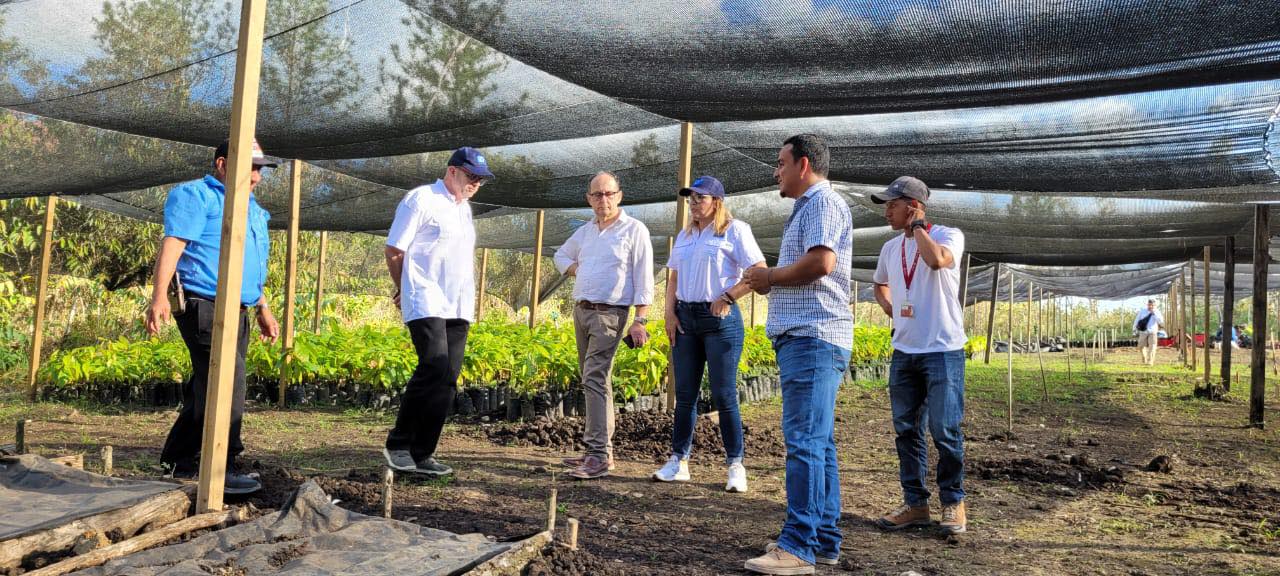 piante cacao vivero agroforestal copia
